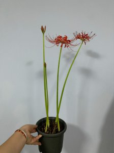 石蒜花怎么养长的好 如何正确养护石蒜花以促进生长