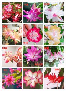 蟹脚莲怎么养家庭养法 家庭中如何种植蟹爪莲？