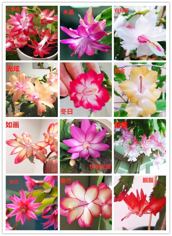 蟹脚莲怎么养家庭养法