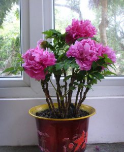 四季牡丹花怎么养长的好 四季牡丹花种植技巧分享