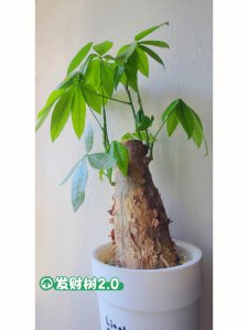 多宝树怎么养长的好 如何正确养护多宝树
多宝树的养护技巧