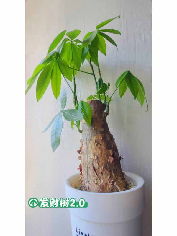 多宝树怎么养长的好