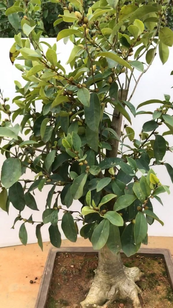 含笑怎么养长的好