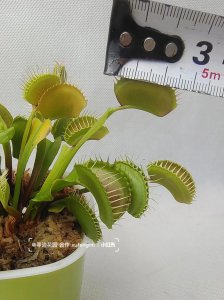 巨夹捕蝇草怎么养长的好 如何有效种植巨大捕蝇草？