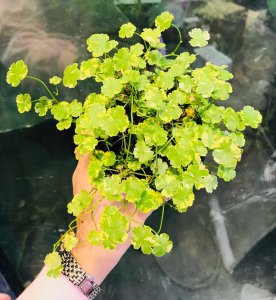 天胡荽怎么养长的好 养护天胡荽的技巧
培育茴香的正确方法