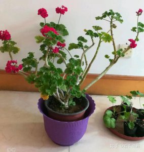 天竺怎么养长的好 如何培养健康的天竺？