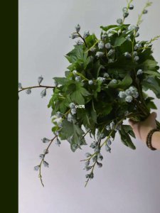 尤加利果怎么养长的好 如何正确种植尤加利果？