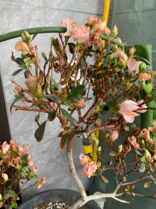 干枝杜鹃怎么养长得好 如何才能种植茂盛的干枝杜鹃？
