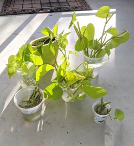 柠檬水可以浇绿萝吗 可以用柠檬水给绿萝浇水吗？