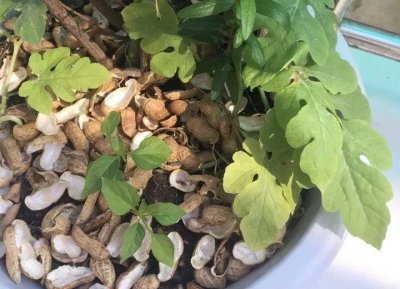 坚果壳可以做花肥吗 坚果壳适合作为花卉肥料吗？
