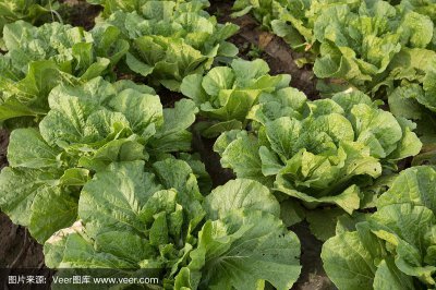 蔬菜是农作物吗 蔬菜是否属于农作物？