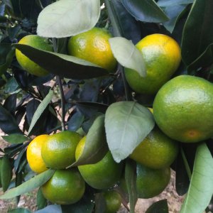 橘子是农作物吗 橘子是农作物吗？
橘子算是农业产物吗？