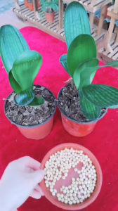 黄豆可以做花肥吗 黄豆可否用作植物肥料？