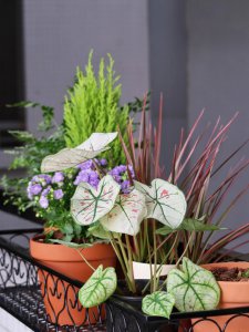 什么花适合在宿舍里养殖 适合在宿舍种植的花种