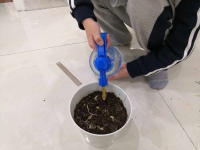 大蒜冬天怎么浇水 冬季如何给大蒜浇水
