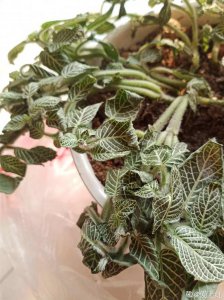 网纹草冬天怎么浇水 网纹草冬季需适量浇水
