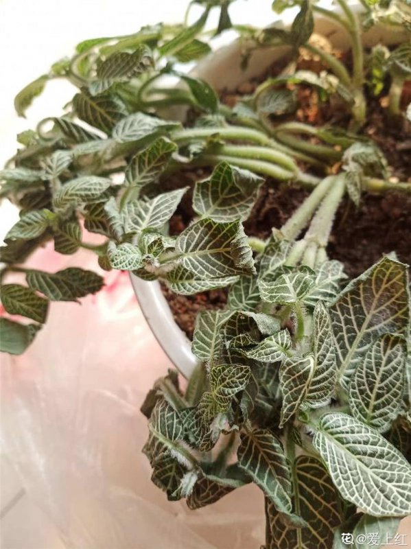 网纹草冬天怎么浇水