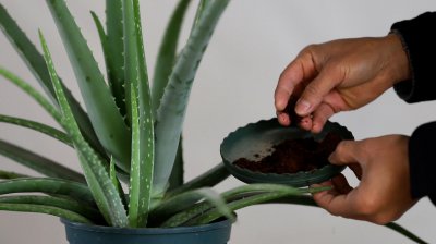 芦荟冬天怎么浇水 冬季如何给芦荟浇水？