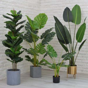 瑜伽馆的室内适合养什么花 瑜伽馆内适合种什么室内植物
