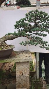 五针松冬天怎么浇水 冬季应如何给五针松浇水