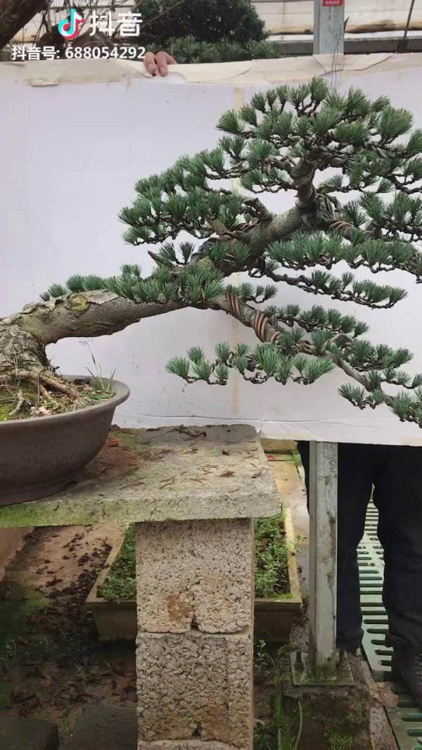 五针松冬天怎么浇水