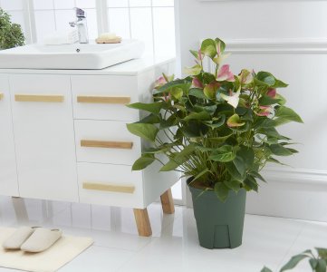 塑料花盆适合养什么花 适合种植哪些花的塑料花盆