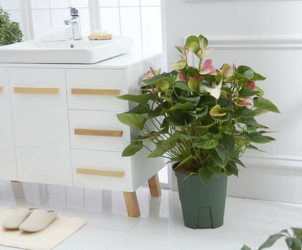 塑料花盆适合养什么花