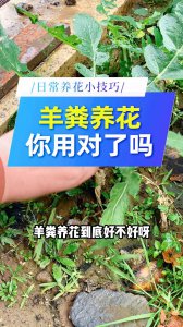 羊粪不适合养什么花 禁止使用羊粪种植花卉