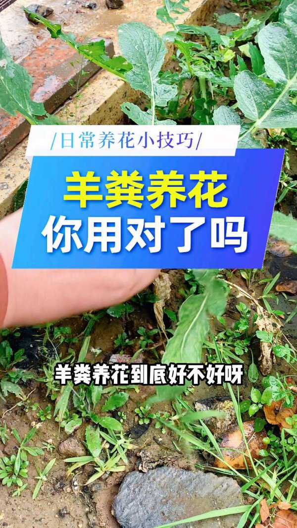 羊粪不适合养什么花