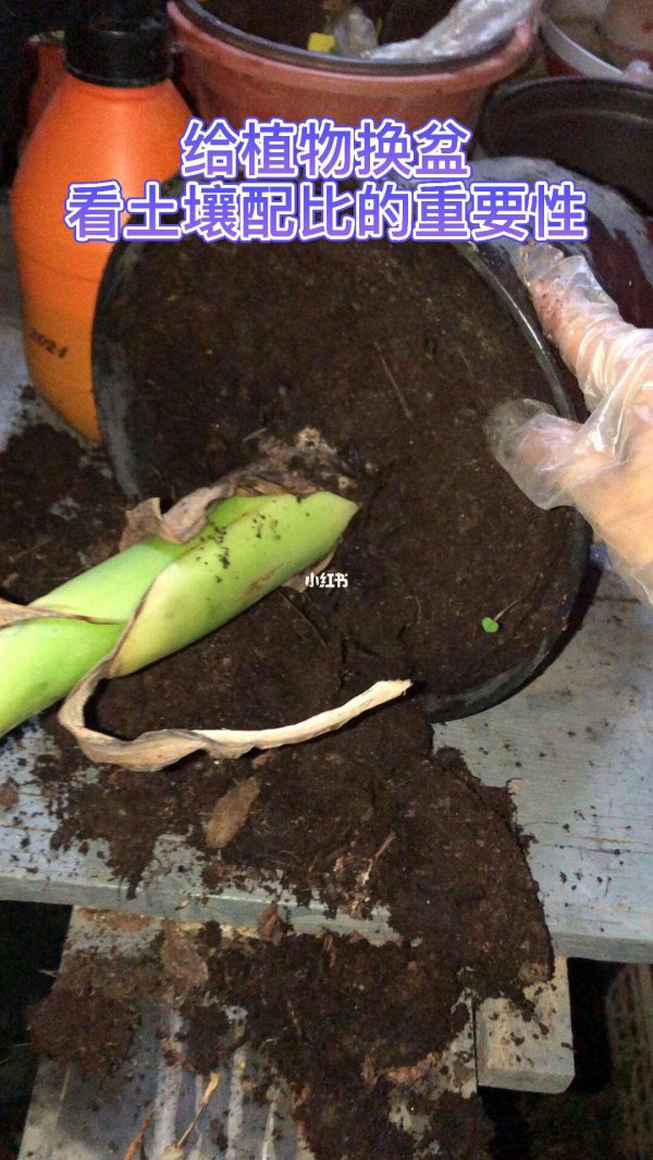 买来的营养土可以直接种花吗