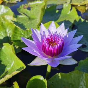 大海水命适合养什么花 海水适合种植哪些花卉