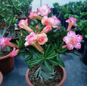 养花新手适合养什么花 养花初学者适合种什么花？