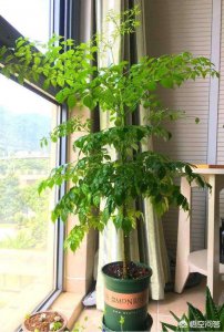 地暖适合养什么花 适合种植哪些花草的地暖系统？