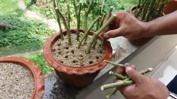 金桔扦插几年结果