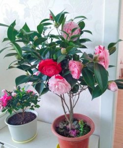 冬天家里适合养什么花 冬季适合在家里养什么花？