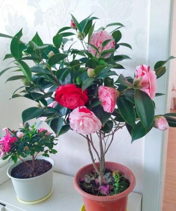 冬天家里适合养什么花