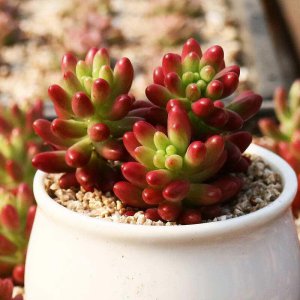 蚯蚓粪适合养什么花 蚯蚓粪适合种植哪些花草