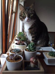 家里有猫适合养什么花 家里养猫适合种什么花