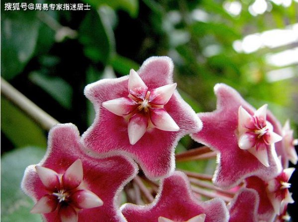 属蛇女适合养什么花