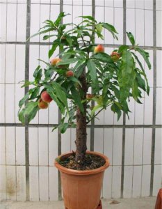 桃树怎么养及养殖方法 桃树种植与养护技巧