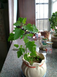 草木灰不适合养什么花 不适合用草木灰养花
不宜用草木灰养花