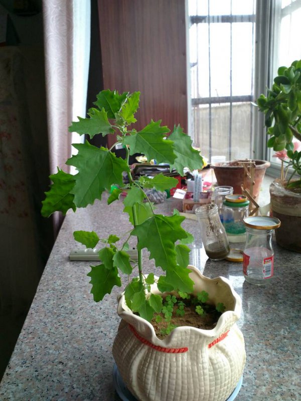 草木灰不适合养什么花
