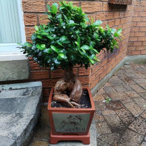 榕树冬天怎么浇水 冬季如何给榕树浇水