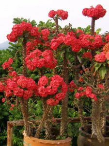 邳州适合养什么花或植物 邳州适宜种植哪些花草？