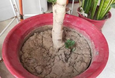 买来的花土可以直接种花吗 买来的花土可否直接用来种花？
