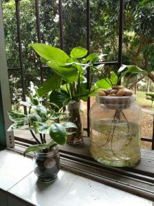 房间窗台适合养什么花或植物 适合在房间窗台种植哪些花卉或植物？