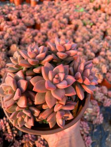 坐月子适合养什么花或植物 坐月子时适合种什么花或植物？