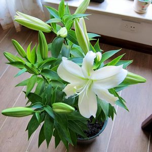 孕妇可以养百合花吗 怀孕期间适合种植百合花吗？