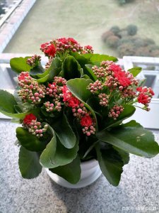 冬天家庭适合养什么花或植物 冬季家庭适合种植哪些花卉或植物？
