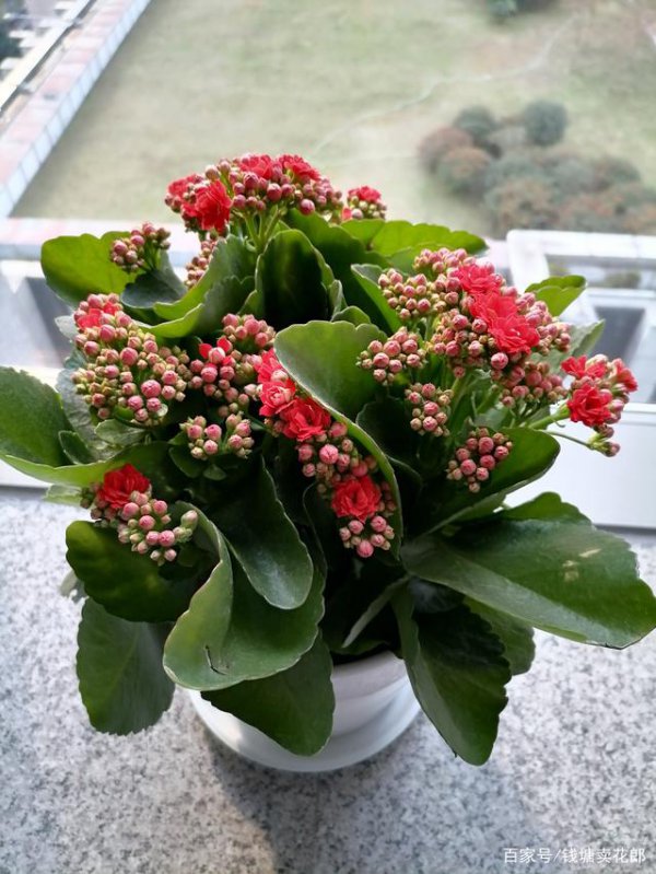 冬天家庭适合养什么花或植物